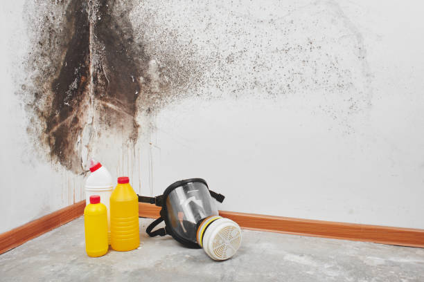 Trusted Cottonport, LA Mold Removal Experts
