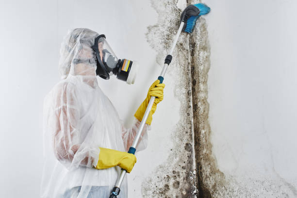 Best Fast Mold Removal  in Cottonport, LA