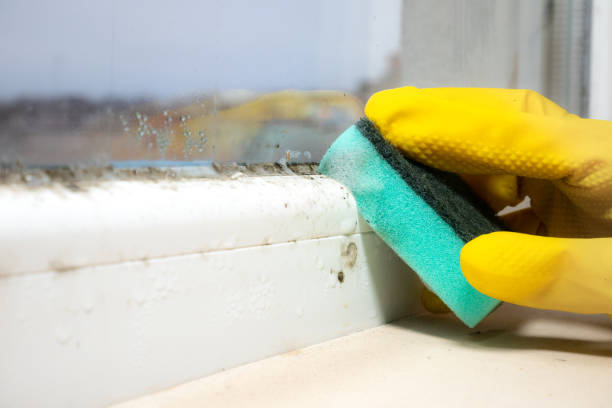 Best Black Mold Removal  in Cottonport, LA