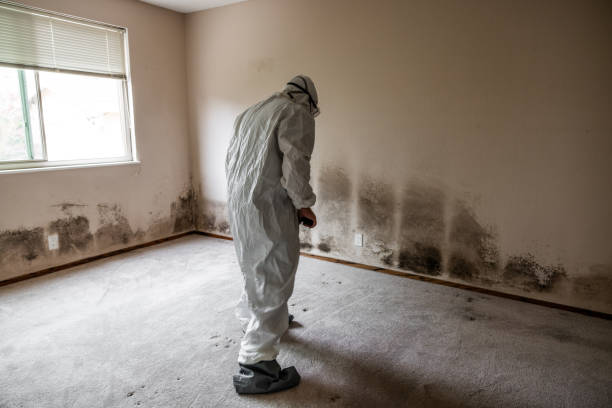 Best Toxic Mold Removal  in Cottonport, LA