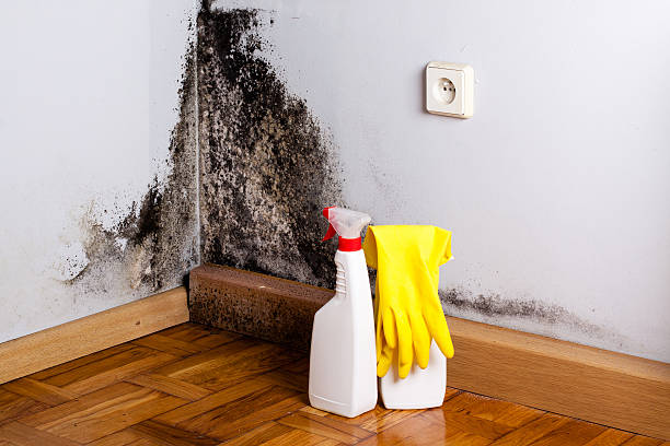Best Home Mold Removal  in Cottonport, LA