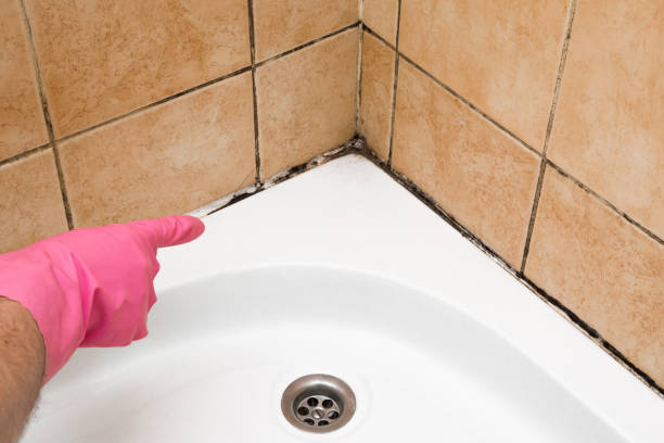 Best Same-Day Mold Removal  in Cottonport, LA