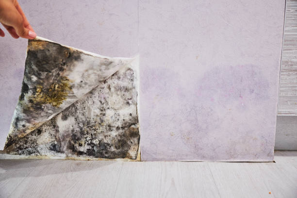 Best Certified Mold Removal  in Cottonport, LA